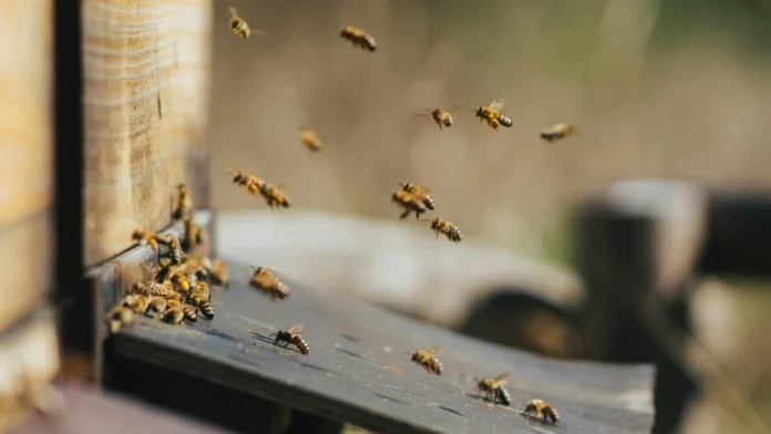 bees