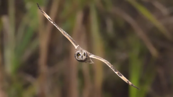 brownowl1