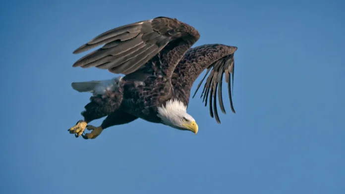 eagle