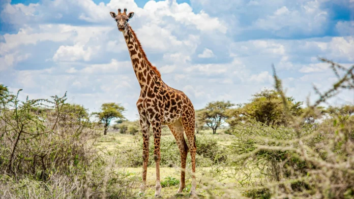giraffe