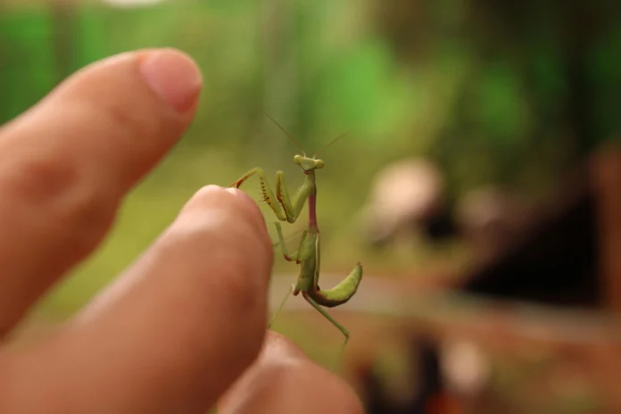 mantis0